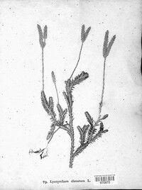 Lycopodium clavatum image